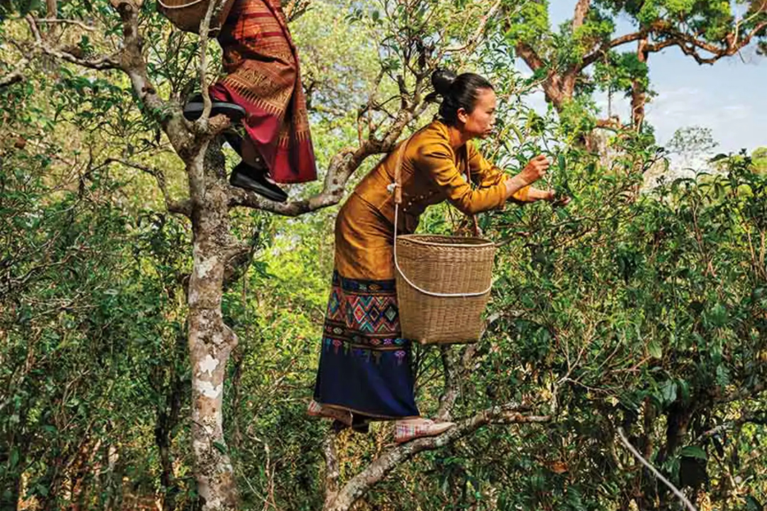 A Influência Asiática nas Misturas da Infusões com História